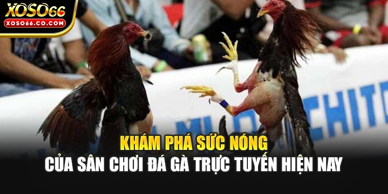Khám phá sức nóng của sân chơi đá gà trực tuyến hiện nay