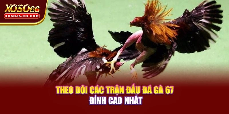 Theo dõi các trận đấu đá gà 67 đỉnh cao nhất